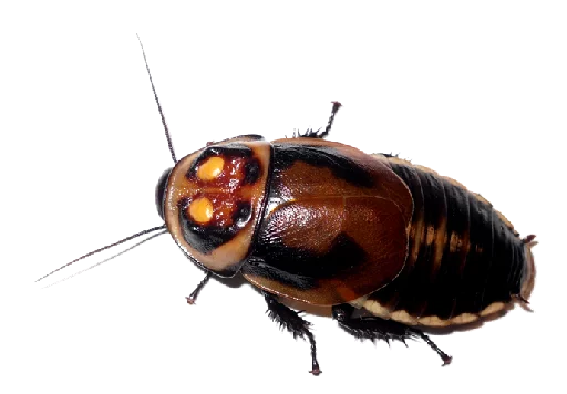 Эмодзи Cockroach