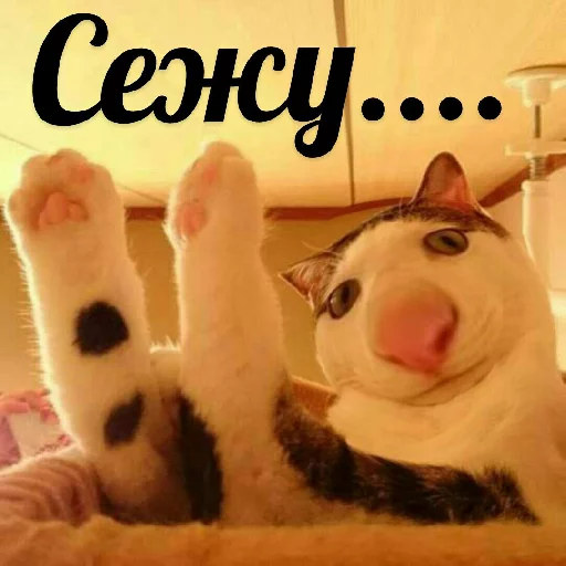 Эмодзи Выпуклые коты