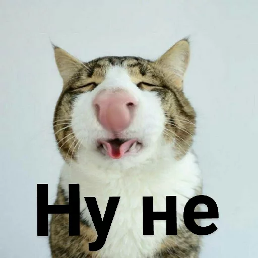 Эмодзи Выпуклые коты