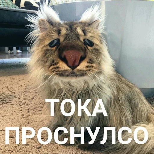 Эмодзи Выпуклые коты