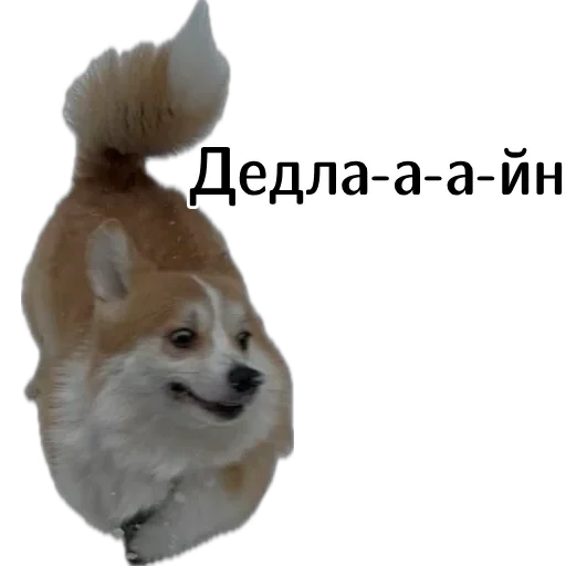 Эмодзи Corgi Cheetos