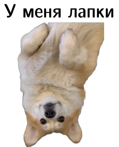 Эмодзи Corgi Cheetos