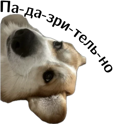 Эмодзи Corgi Cheetos