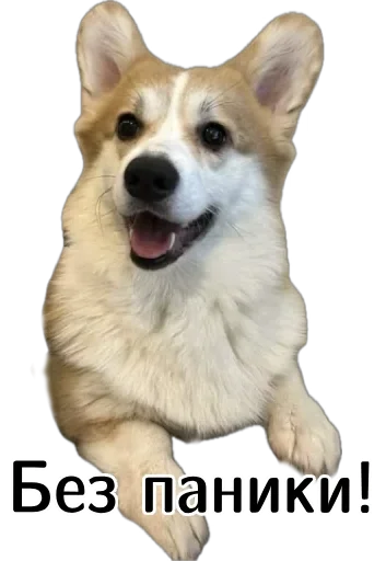 Эмодзи Corgi Cheetos