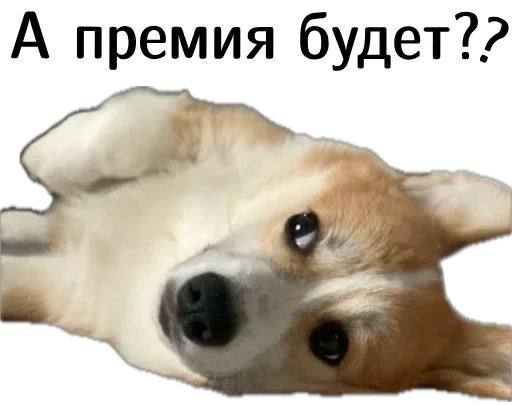 Эмодзи Corgi Cheetos