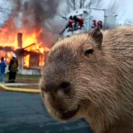 Эмодзи Capybara's world