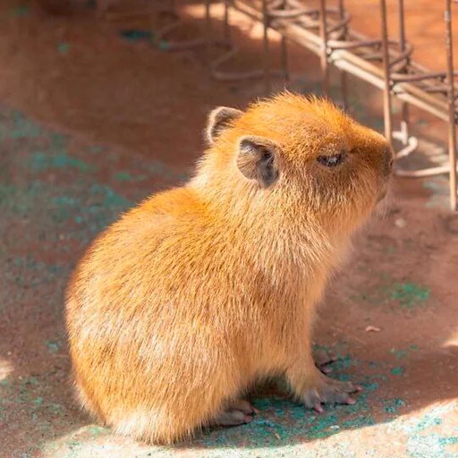 Эмодзи Capybara's world