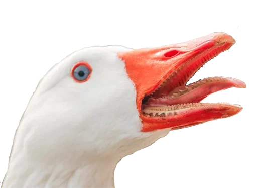 🤪