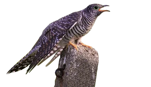Эмодзи Crazy Birds