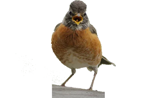 Эмодзи Crazy Birds