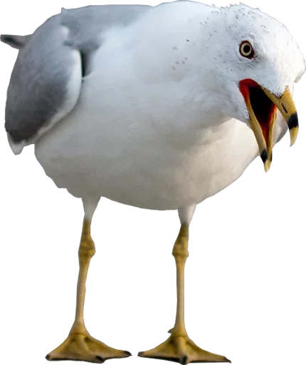 Эмодзи Crazy Birds