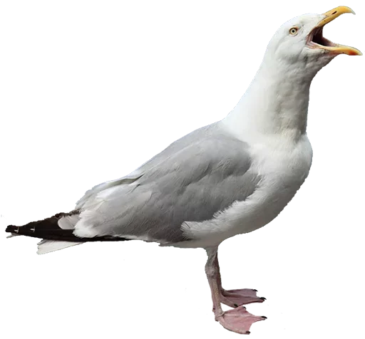 Эмодзи Crazy Birds