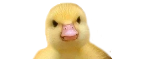 Эмодзи Crazy Birds