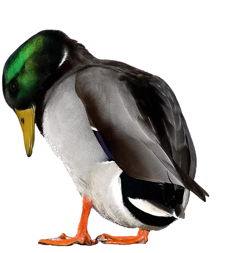 Эмодзи Crazy Birds
