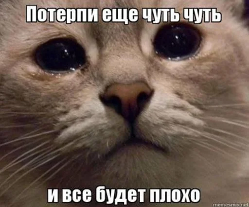 Эмодзи Crying cats v. 2