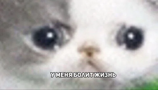 Эмодзи Crying cats v. 2