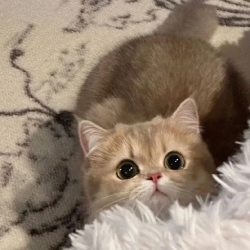 Эмодзи Cats