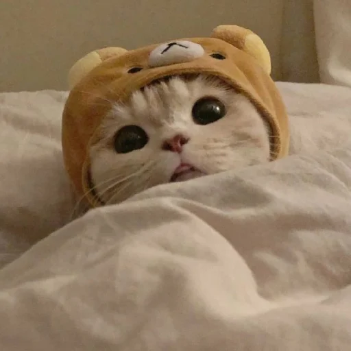 Эмодзи Cats