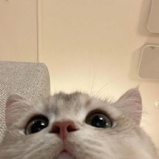 Эмодзи Cats