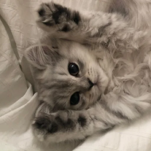 Эмодзи Cats