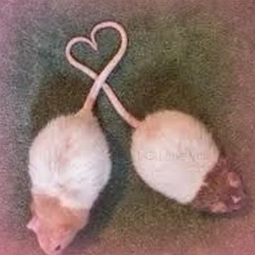 Эмодзи Cute Copies