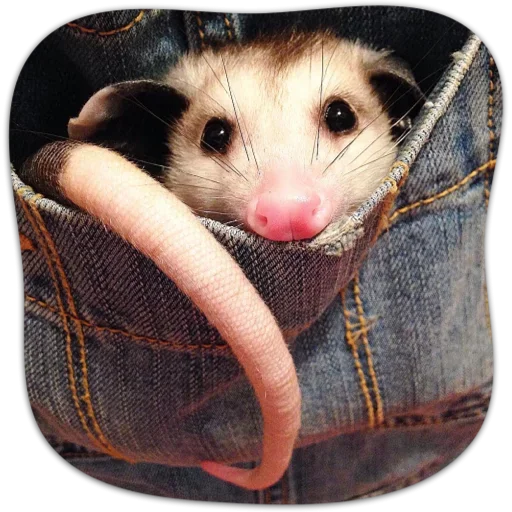 Эмодзи Cute Opossum