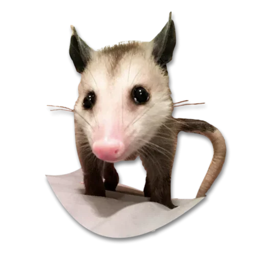 Эмодзи Cute Opossum