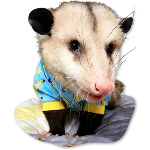 Эмодзи Cute Opossum