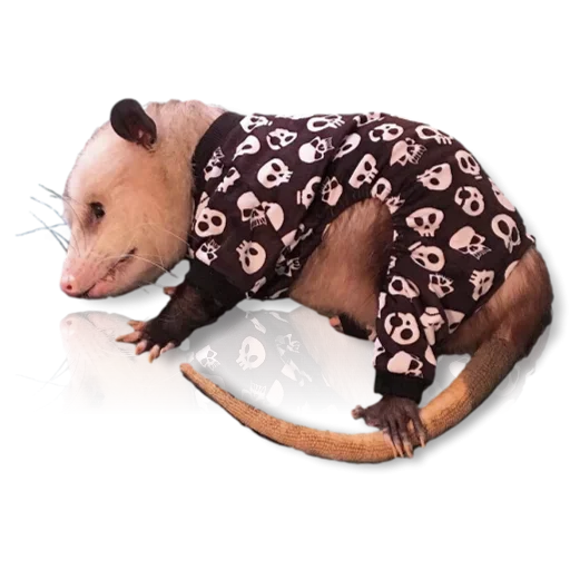 Эмодзи Cute Opossum
