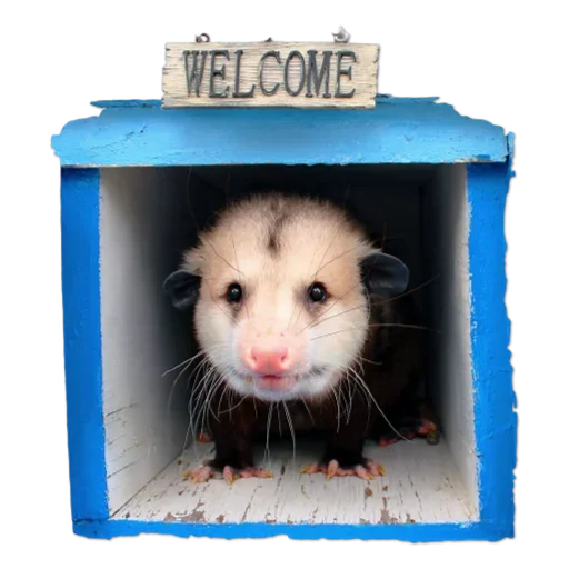 Эмодзи Cute Opossum