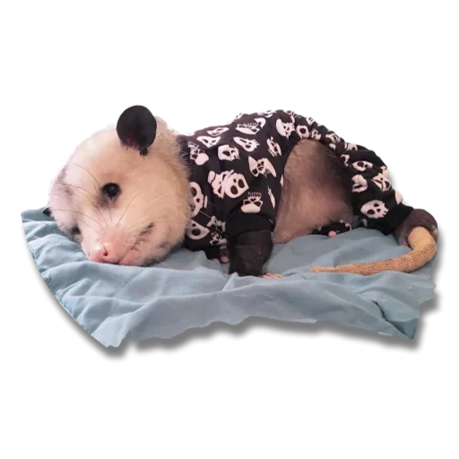 Эмодзи Cute Opossum