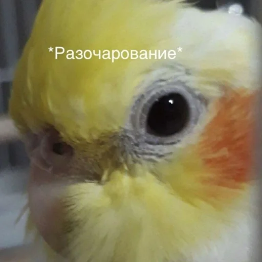 Эмодзи Cute Parrots Meme