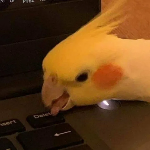 Эмодзи Cute Parrots Meme