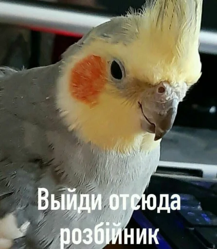 Эмодзи Cute Parrots Meme