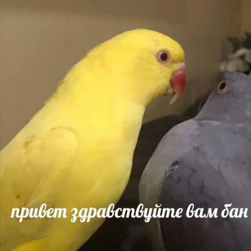 Эмодзи Cute Parrots Meme
