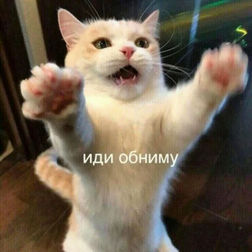 Эмодзи ⚞ᴥ⚟