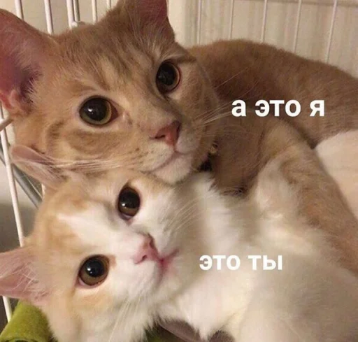 Эмодзи ⚞ᴥ⚟