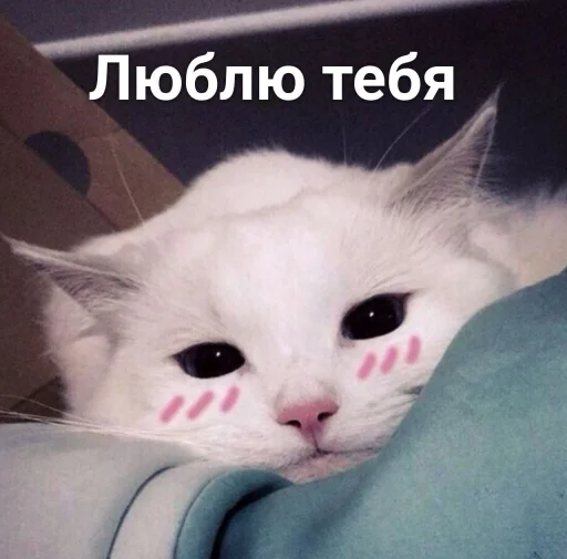 Эмодзи ⚞ᴥ⚟