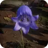Эмодзи Flowers