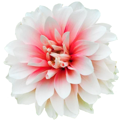 Эмодзи Flowers for you