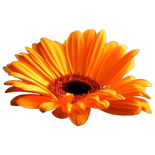 Эмодзи Flowers for you