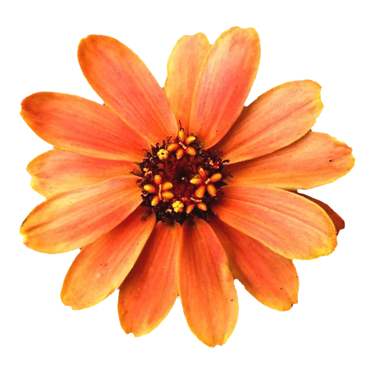 Эмодзи Flowers for you