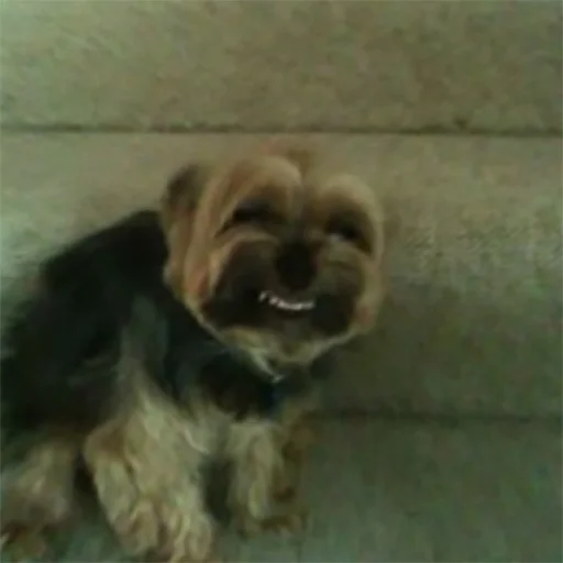 Эмодзи Derp Zone 🐾