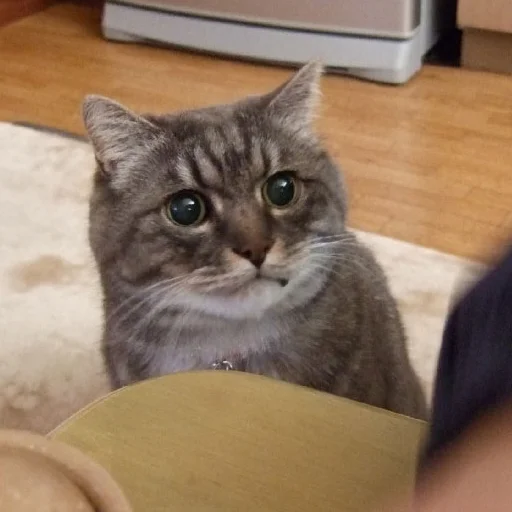 Эмодзи Derp Zone 🐾