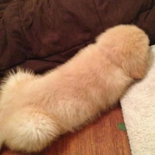 Эмодзи Derp Zone 🐾