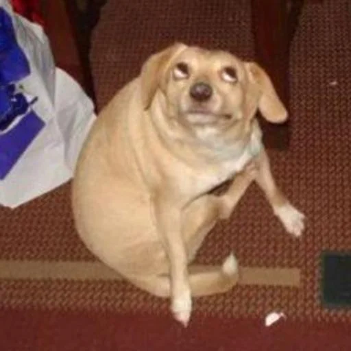 Эмодзи Derp Zone 🐾