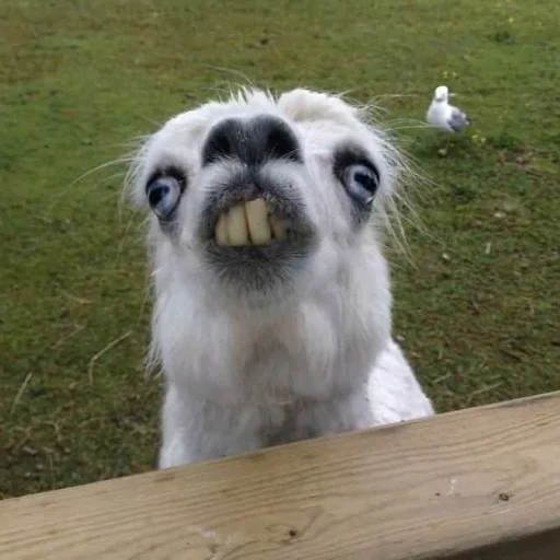 Эмодзи Derp Zone 🐾