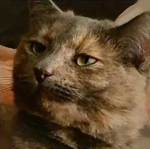 Эмодзи Derp Zone 🐾