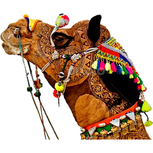 Эмодзи Camels ਬੋਤੇ