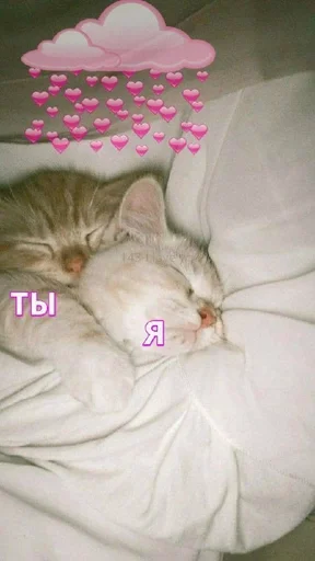 Эмодзи Cats
